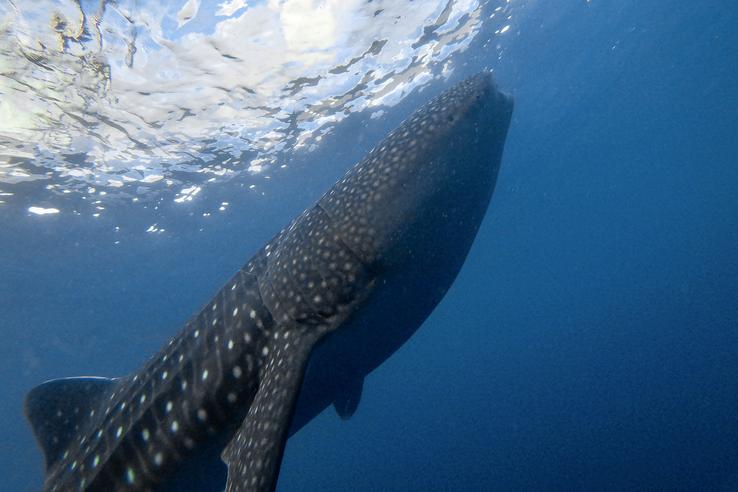 Sumbawa Freediving