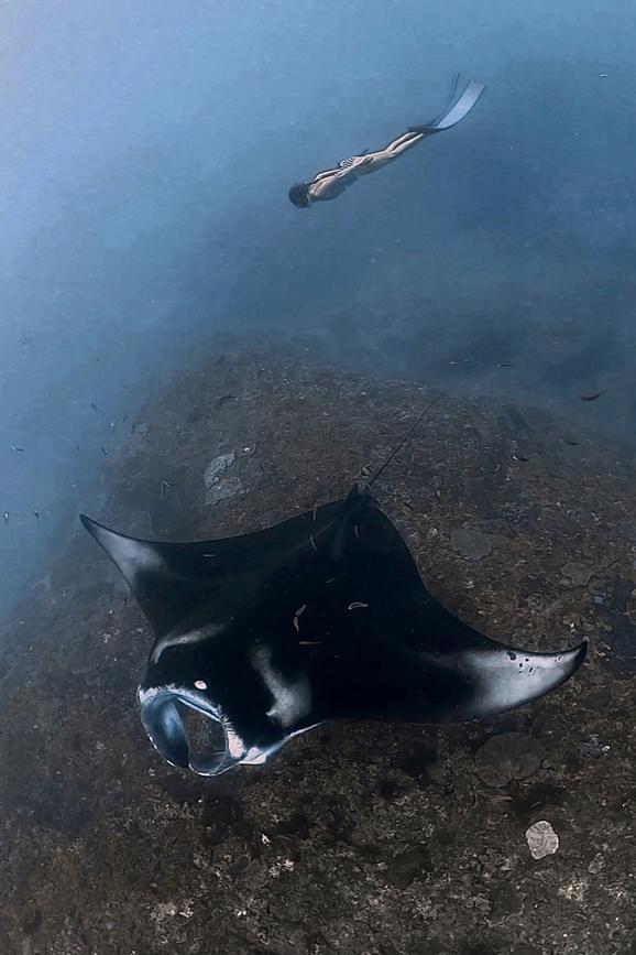 Manta Point Freediving