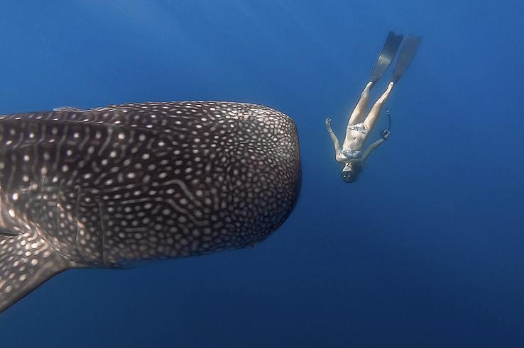 Sumbawa Freediving